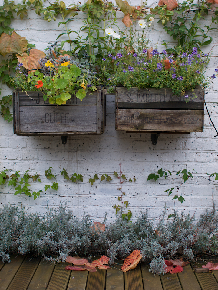 flower boxes