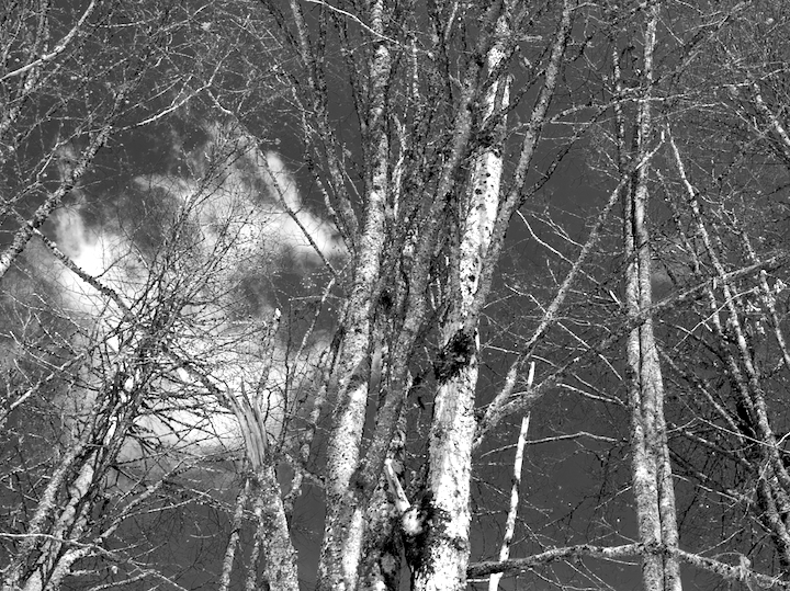 Trees in Winter