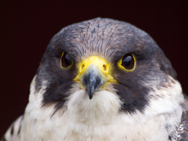 Peregrine Falcon