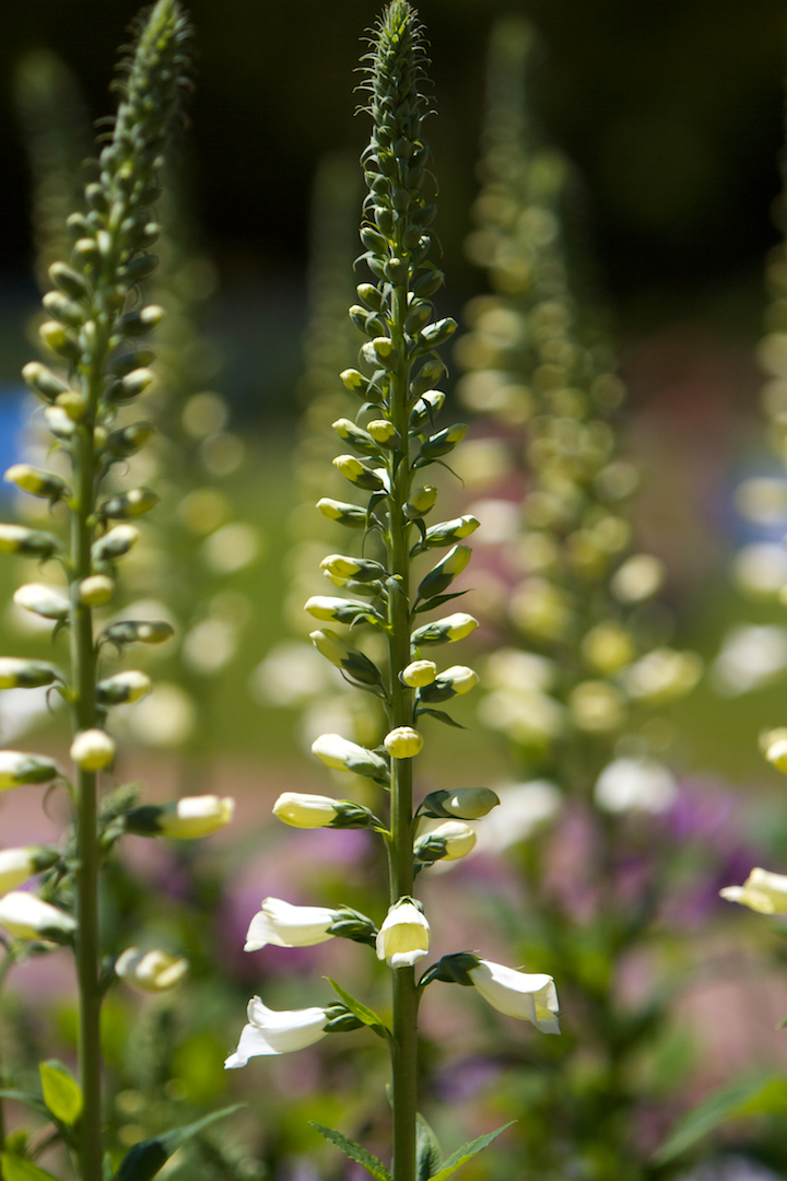 Foxglove