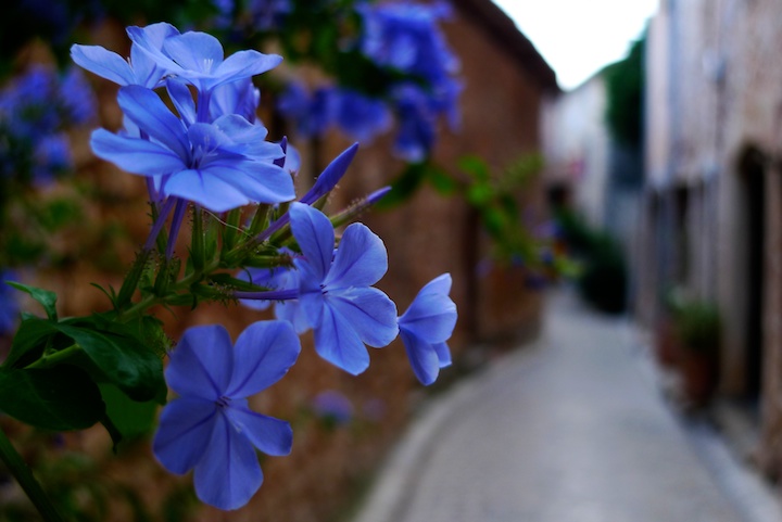 Blue Flowers